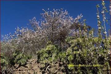 Manto de tonos blancos y rosas en Gran Canaria (Reportaje gráfico de Ildefonso Rodríguez)